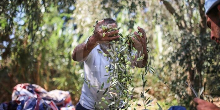 Nazillide zeytin bahçesinden hırsızlık Tarla fareleri gözaltında