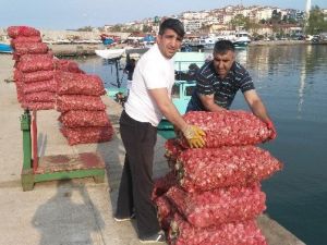 Balıkçıların Gözdesi Deniz Salyangozu Oldu