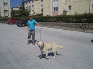 Ekipler Günde 30 Köpek Topluyor