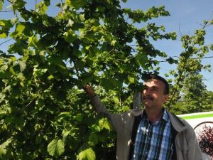 Örnek Fındık Bahçesi Uygulaması