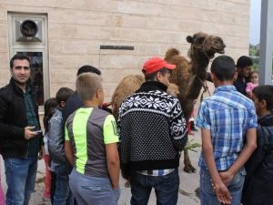 Veysel Karani Anma Etkinlikleri Bu Yıl Sönük Geçti