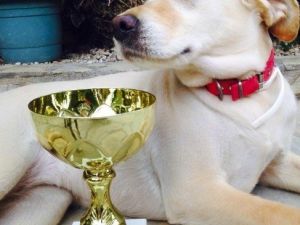 Marmaris’te Köpekler Podyuma Çıktı