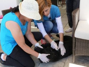 Bodrum’da Sokak Hayvanlarına Mikroçip Takılacak