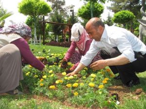 İşçilerle Birlikte Çapa Yapıp Çiçek Dikti