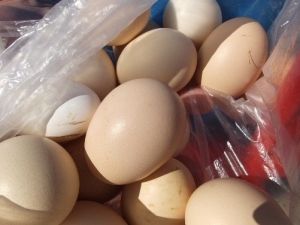 Burhaniye’de Organik Yumurta İlgi Gördü
