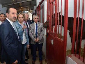 Rektör Gökbel’den Binicilik Tesislerine Ziyaret