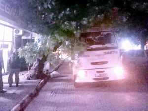 Dikkatsiz Sürücü, Çınar Ağacına Çarptı