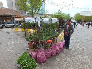 Şifalı Otlar Geçim Kaynakları Oldu
