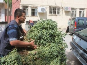 Yeşil Nohutu En Çok Öğrenciler Tüketiyor