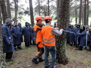 Orman Fakültesi Öğrencileri Dersi Ormanda Yaptılar