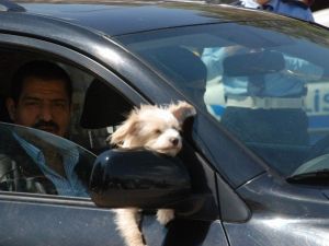 Süs Köpeğinin Otomobil Keyfi
