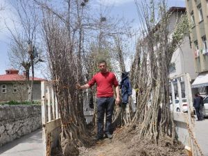 Muş’ta 6 Liraya Fidan Satışları Başladı
