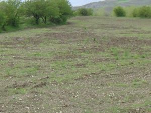 Domuzlar Tarladaki Ekinleri Zarar Verdi