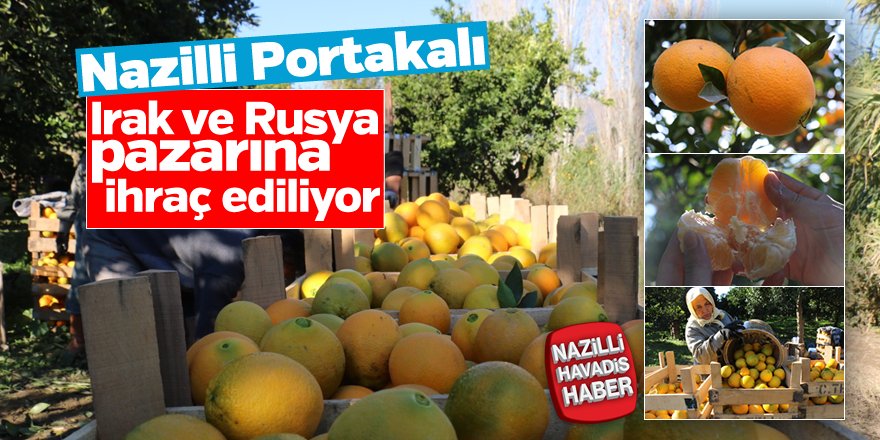 “Nazilli Portakalı” Irak ve Rusya pazarına ihraç ediliyor