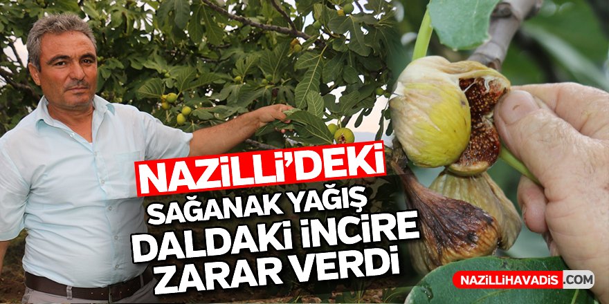 Nazilli'deki sağanak yağış daldaki incire zarar verdi