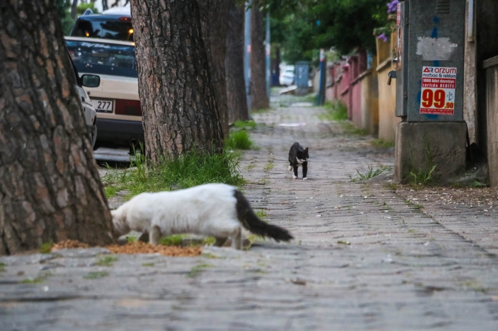 Nazilli'de koronavirüs sessizliği 35