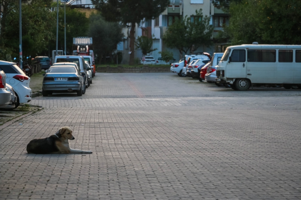 Nazilli'de koronavirüs sessizliği 51