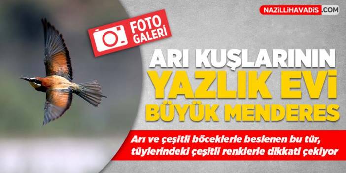 Büyük Menderes Deltası yaz aylarında arı kuşlarına ev sahipliği yapıyor