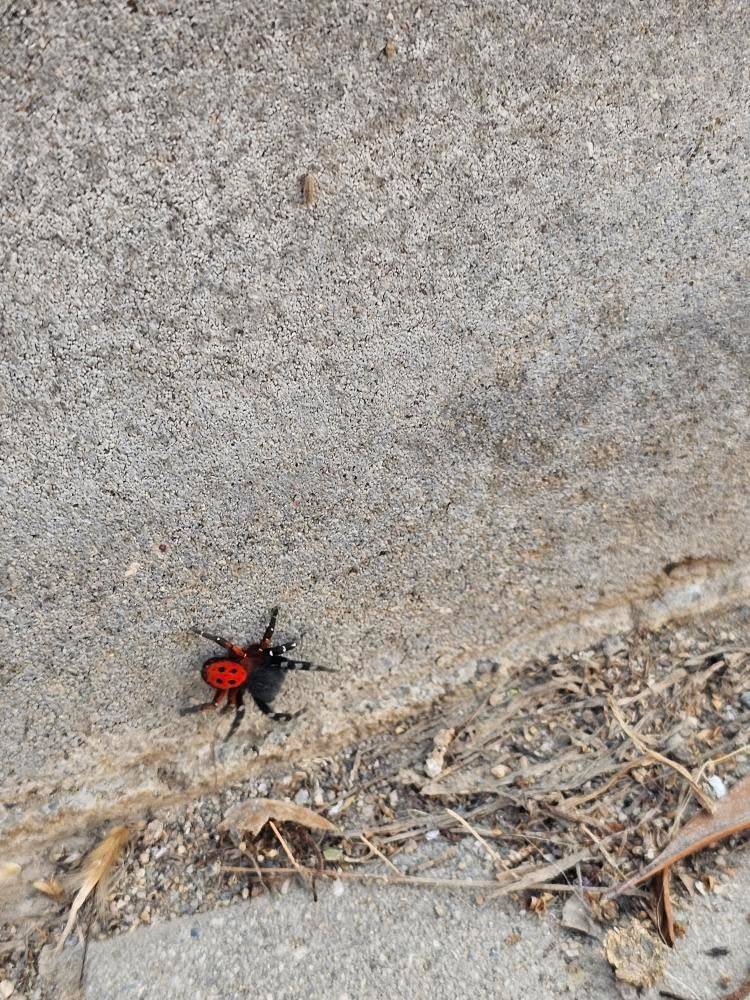 Zehirli Uğur Böceği Örümceği Nazilli’de görüldü! 3