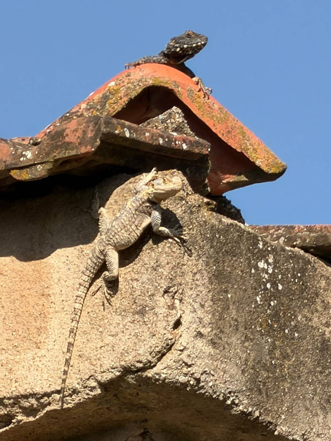 Nazilli'de sıcak havanın tadını kertenkeleler çıkardı 5