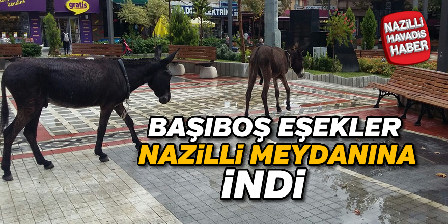 Başıboş iki eşek meydana indi