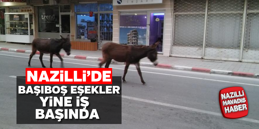 Nazilli'de başıboş eşekler yine iş başında