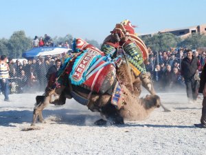 Didim 3. Deve Güreşleri Yapıldı