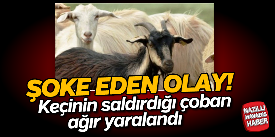 Keçinin saldırdığı çoban ağır yaralandı