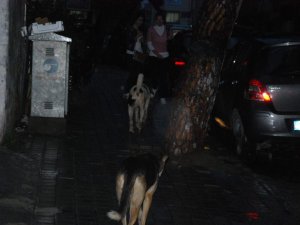 Başıboş Dolaşan Köpekler Korku Salıyor