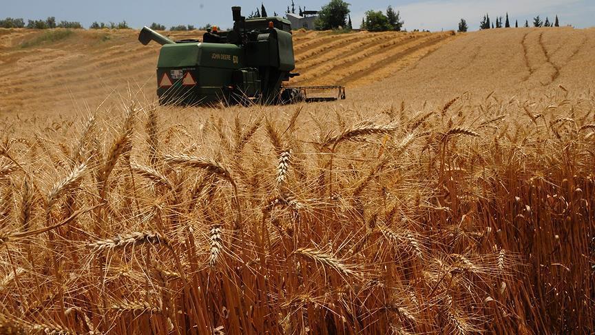 'Türkiye buğdayda kendine yetiyor'