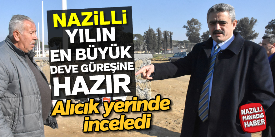 Nazilli yılın en büyük deve güreşine hazır