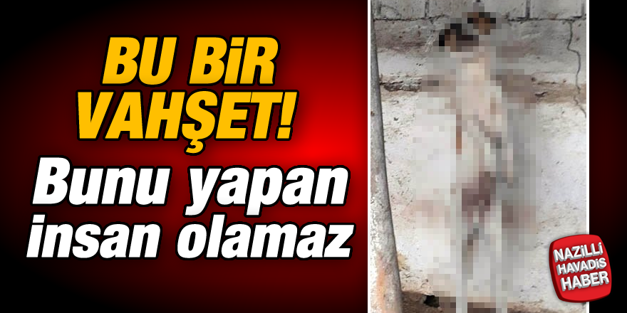 Vahşet! Bunu yapan insan olamaz