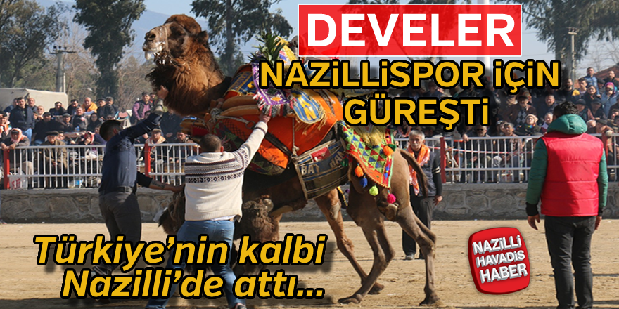 Nazilli Deve Güreşi Festivali yapıldı