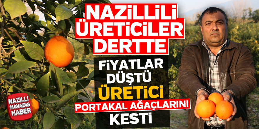 Nazilli'de, fiyatlar düştü üretici portakal ağaçlarını kesti