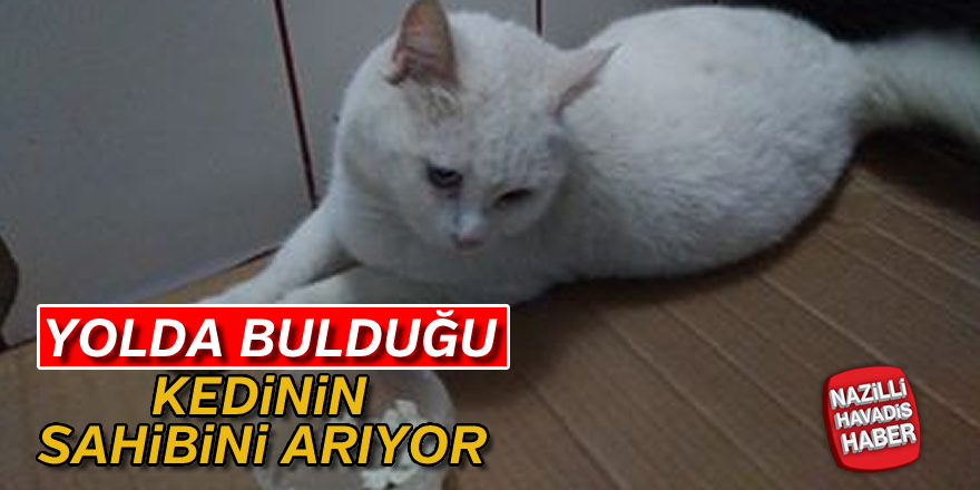 Kayıp kedi sahibini bekliyor