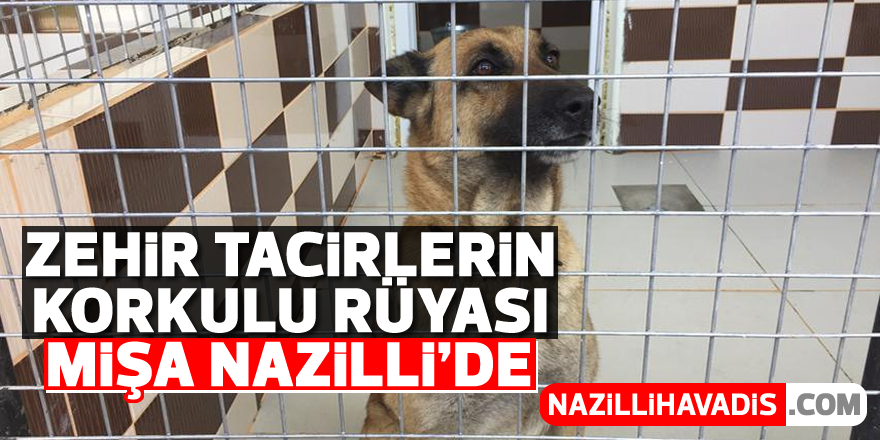 Zehir tacirlerin korkulu rüyası Mişa Nazilli'ye geldi