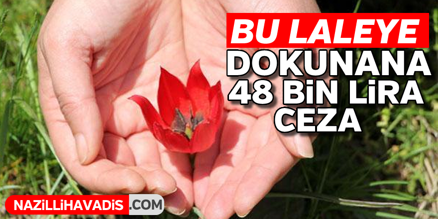 Bu laleye dokunana ceza