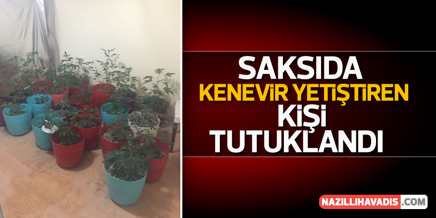 Aydın'da saksıda kenevir yetiştiren kişi tutuklandı