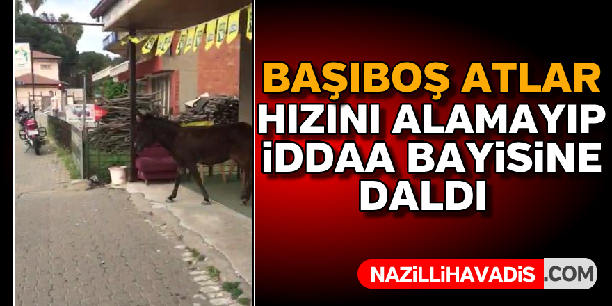 Hızını alamayan atlar iddaa bayisine daldı