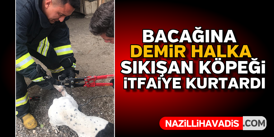 Bacağına demir halka sıkışan köpeği itfaiye kurtardı