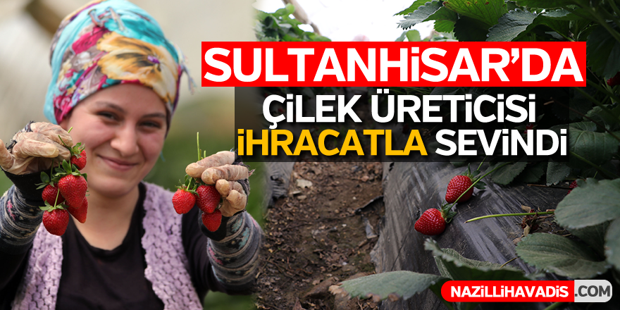 Sultanhisar'da çilek üreticisi ihracatla sevindi