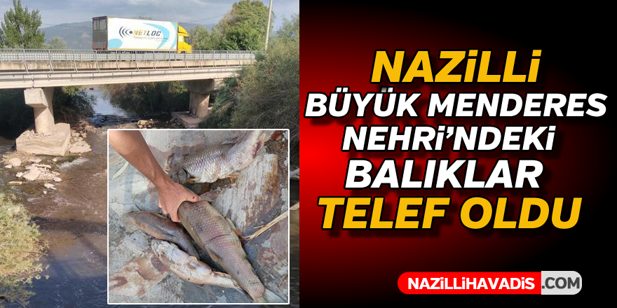 Büyük Menderes'te balıklar telef oldu