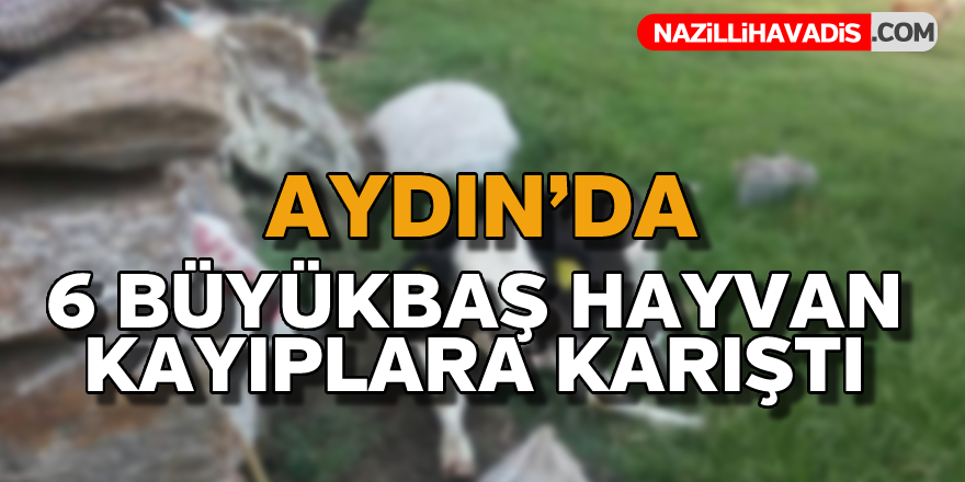 Aydın'da 6 büyükbaş hayvan kayboldu