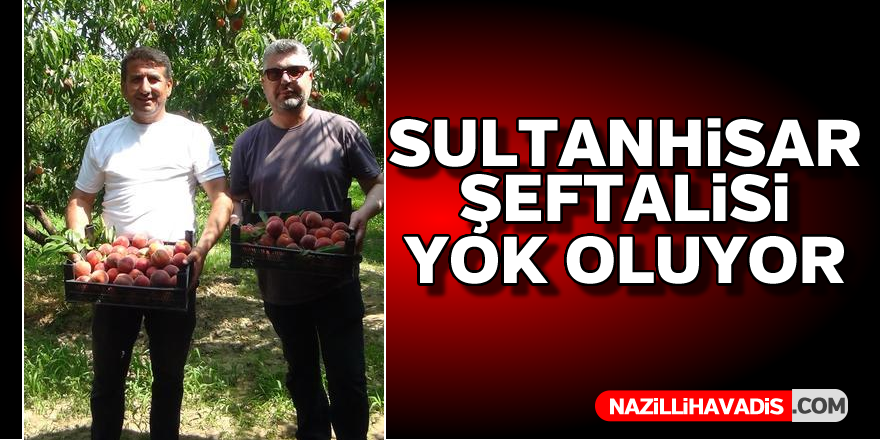 Sultanhisar şeftalisi yok oluyor