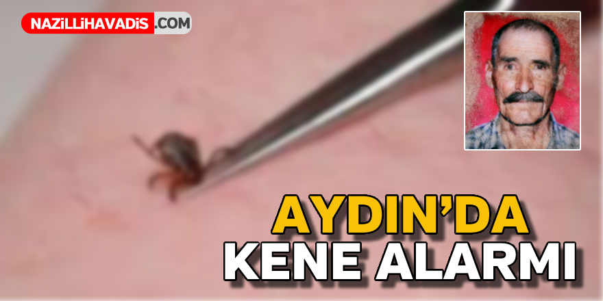 Aydın'da kene alarmı