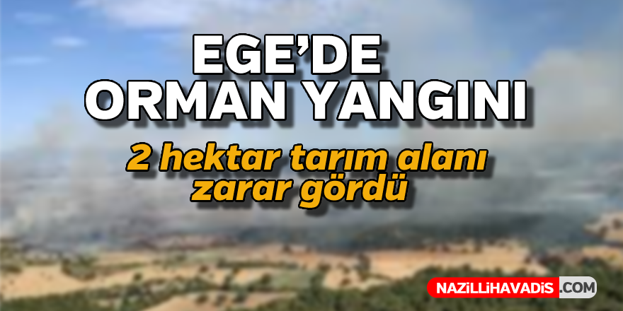 Ege'de orman yangını