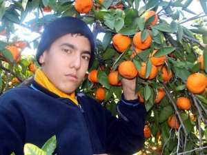 Mandalina Ağaçta Kaldı