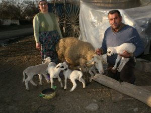 Yeni Nesil Karya Koyunu Altız Doğurdu