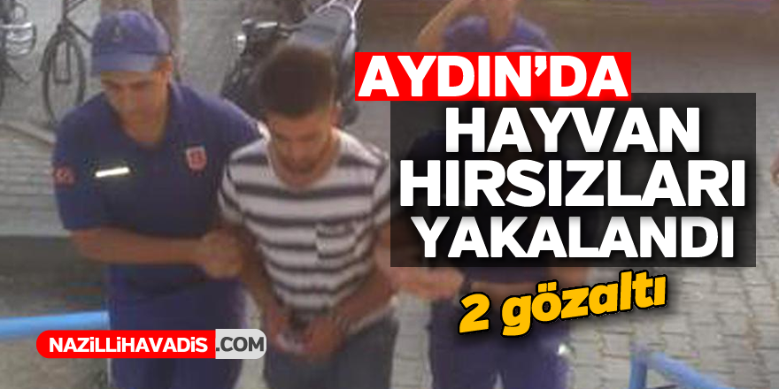 Aydın'da hayvan hırsızları yakalandı ; 2 gözaltı