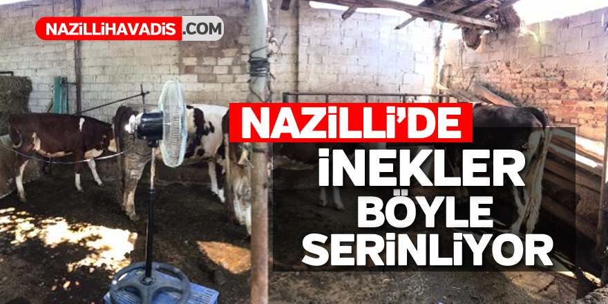 Nazilli'de inekler böyle serinliyor